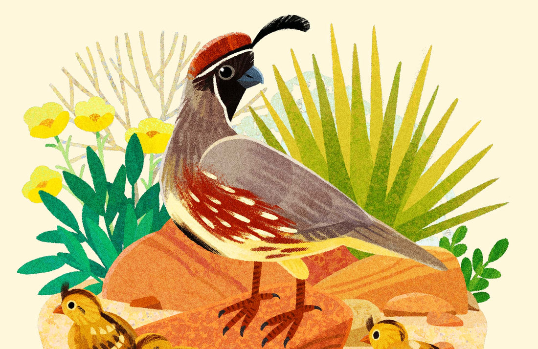 Quail National Park Alphabet Print